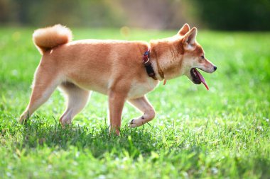 Genç shiba Inu yeşil bahçesinde oturur.