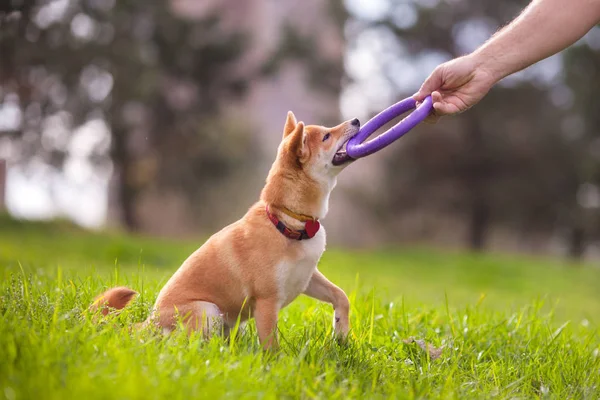 公園で遊ぶ若い柴犬. — ストック写真