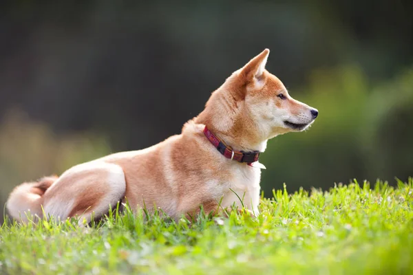 Un joven shiba inu en el jardín verde . — Foto de Stock