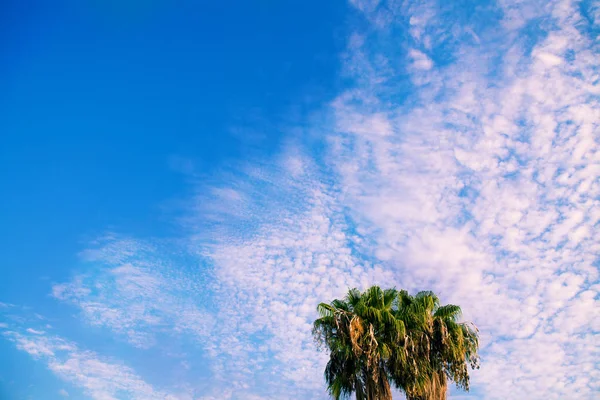 Palmer mot en blå himmel — Stockfoto