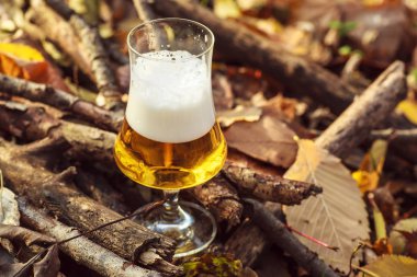 Bira sonbahar ormandaki