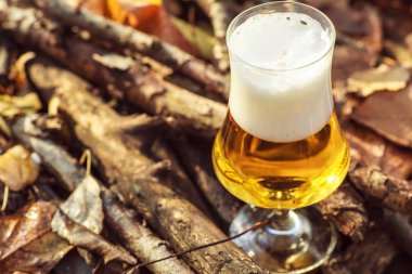 Bira sonbahar ormandaki