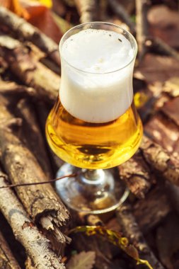 Bira sonbahar ormandaki