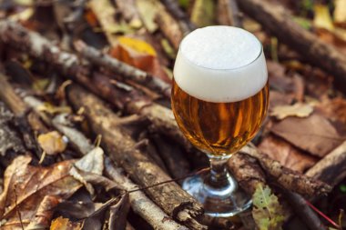 Bira sonbahar ormandaki