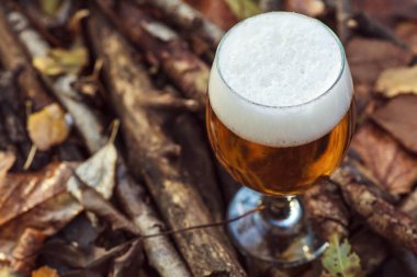 Bira sonbahar ormandaki