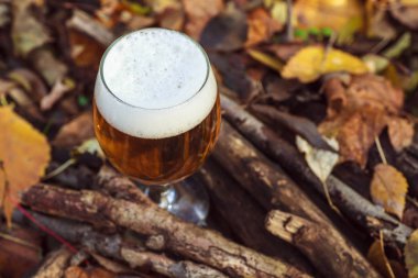 Bira sonbahar ormandaki