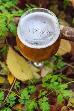 Bira sonbahar ormandaki