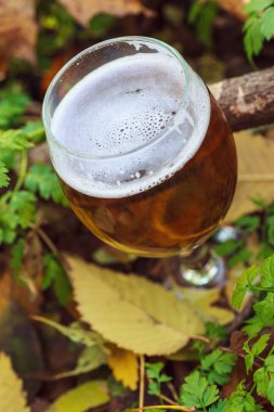 Bira sonbahar ormandaki