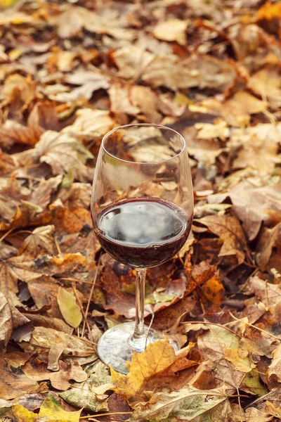 Rotwein im Herbstwald — Stockfoto