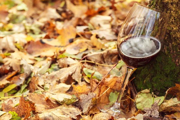 Красное вино в осеннем лесу — стоковое фото