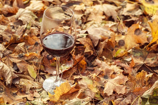 Red wine in autumn forest — Stock Photo, Image