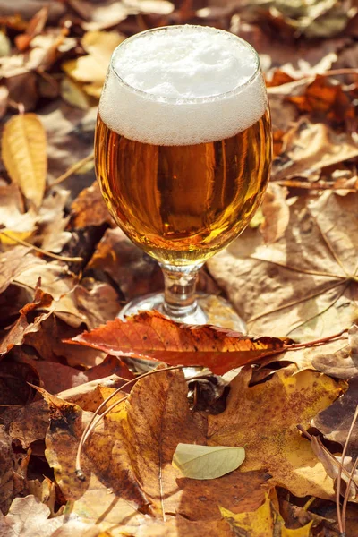 Bier im Herbstwald — Stockfoto