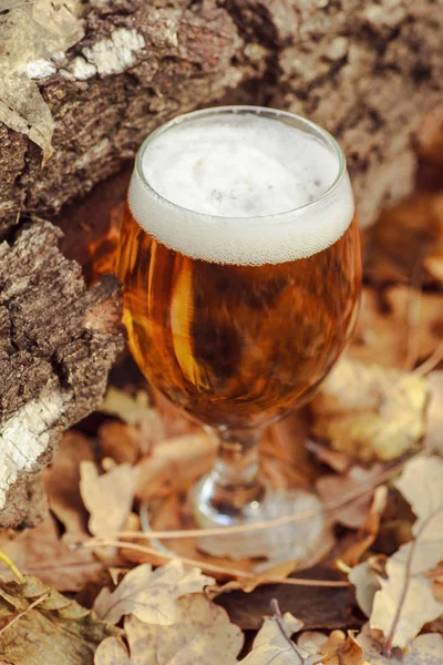 Bier im Herbstwald — Stockfoto