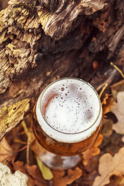 Cerveja na floresta de outono — Fotografia de Stock