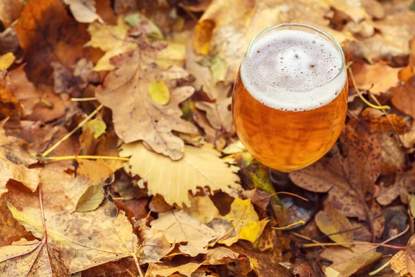 Bier im Herbstwald — Stockfoto