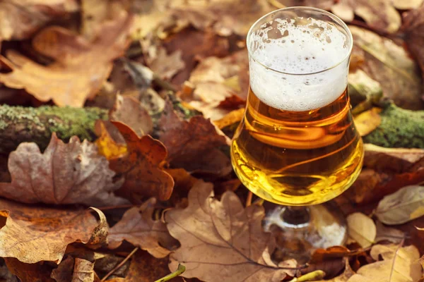 Cerveza en bosque de otoño — Foto de Stock