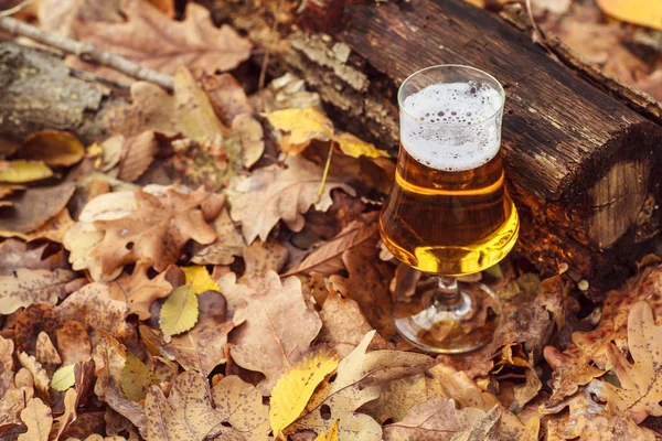 Öl i höst skog — Stockfoto
