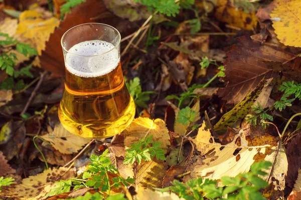 Пиво в осінньому лісі — стокове фото