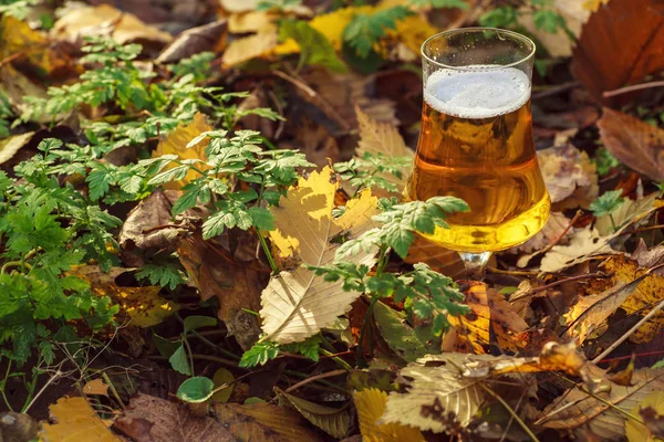 Пиво в осеннем лесу — стоковое фото