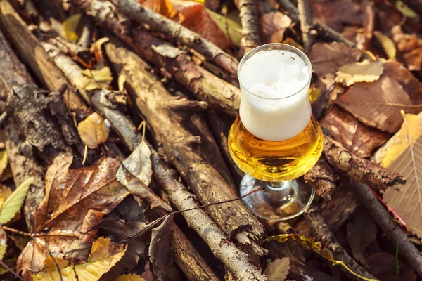 Öl i höst skog — Stockfoto