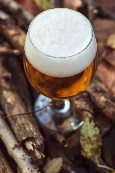 Cerveza en bosque de otoño — Foto de Stock