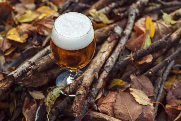 Beer in autumn forest