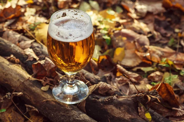 Bira sonbahar ormandaki