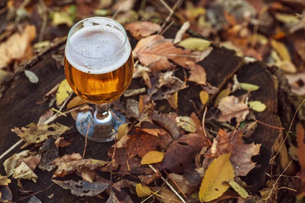 Μπύρα σε Φθινοπωρινό δάσος — Φωτογραφία Αρχείου