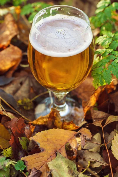 Cerveza en bosque de otoño — Foto de Stock