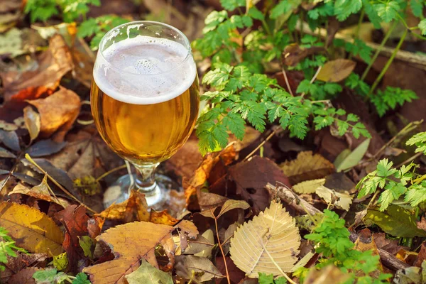 Cerveza en bosque de otoño — Foto de Stock