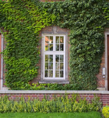 Bir pencere ile büyümüş bina