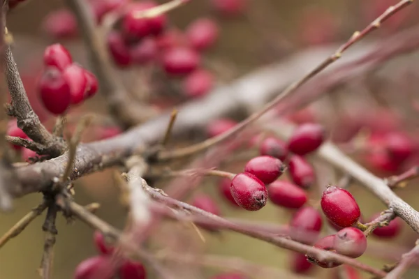 Bayas rojas de Barberry — Foto de Stock