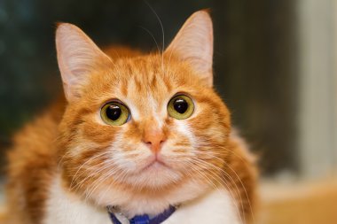 Kırmızı kedi izliyor