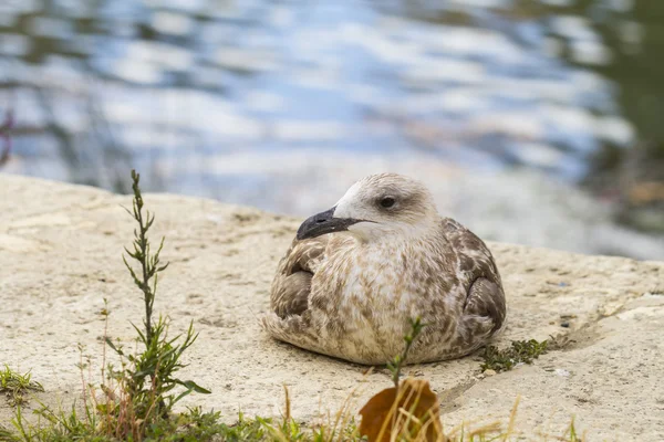Fechar de uma gaivota — Fotografia de Stock