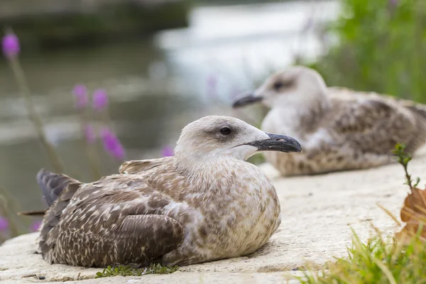 Fechar de duas gaivotas — Fotografia de Stock