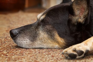 Uyku yorgun çoban köpeği