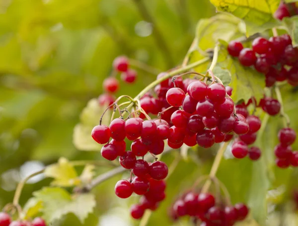 Bayas rojas de viburnum — Foto de Stock