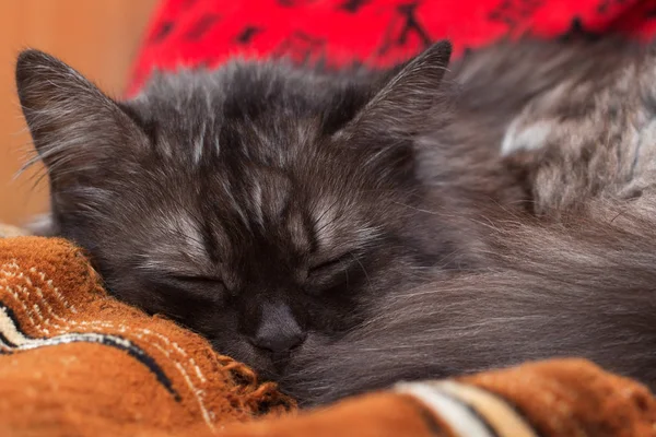 Smoky cat dreaming — Stock Photo, Image