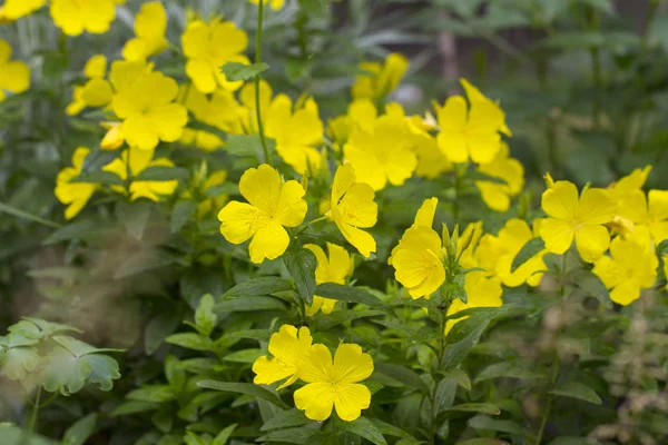 Желтый цветк энотеры — стоковое фото