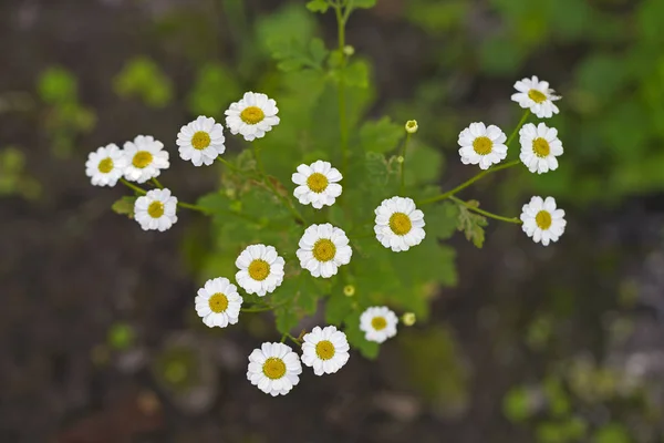 White feverfew flowers — Stock Photo, Image