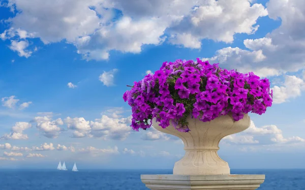 Vase of petunia flowers — Stock Photo, Image