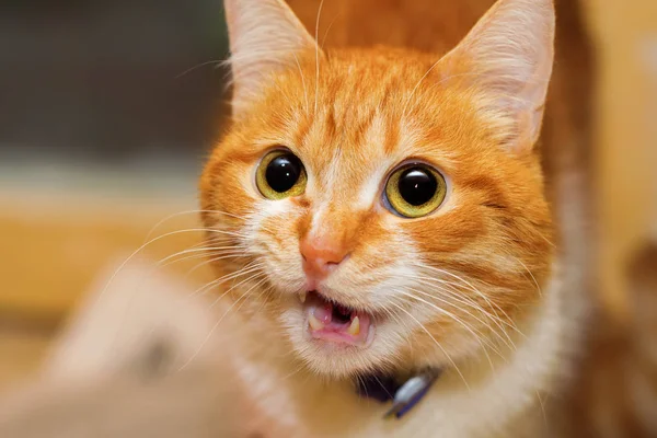 Vorbind pisica roșie — Fotografie, imagine de stoc