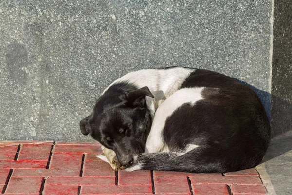 寝ているホームレスの犬 — ストック写真