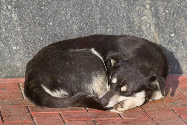 Schlafender Obdachloser Hund — Stockfoto