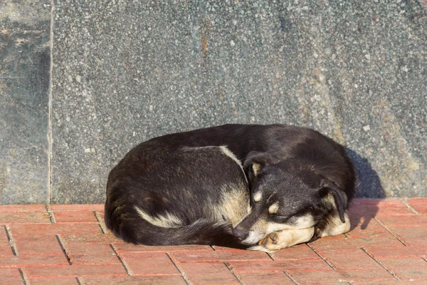 寝ているホームレスの犬 — ストック写真