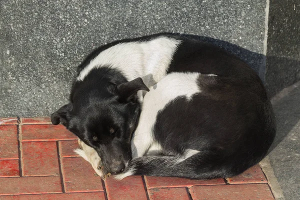 寝ているホームレスの犬 — ストック写真