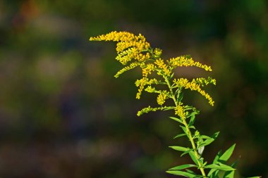 Solidago canadensis bitki
