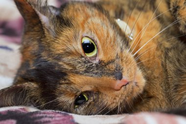 Kötü kaplumbağa kabuğu kedi 