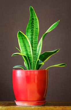 Sansevieria trifasciata saksı içinde