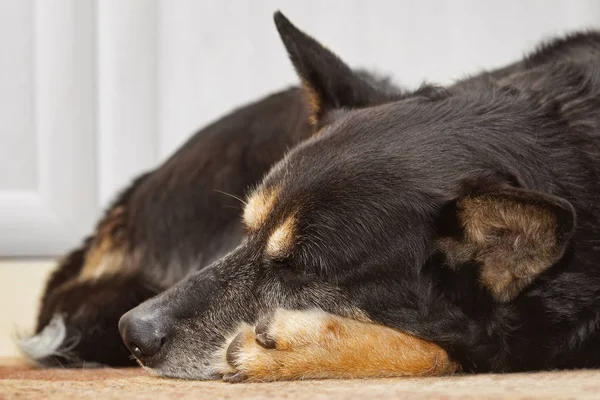 Κουρασμένος Ποιμενικός Σκύλος στον ύπνο — Φωτογραφία Αρχείου